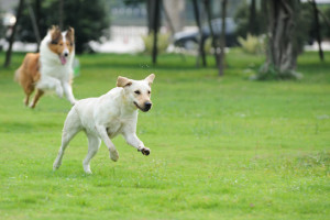 Are You Chasing Your Real Estate Leads Away?